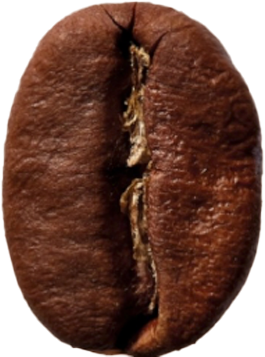 Coffee Bean