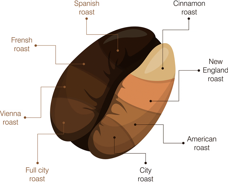 Coffee roast types diagram